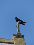FZ018703 Crow on stone cross.jpg